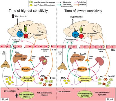 Circadian Rhythms in Bacterial Sepsis Pathology: What We Know and What We Should Know